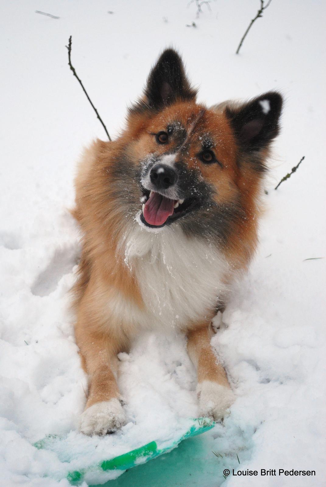 Islandsk fårehund Ífur billede 11