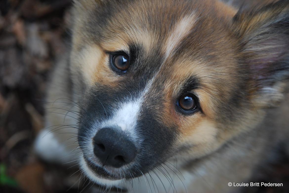 Islandsk fårehund Ífur billede 14