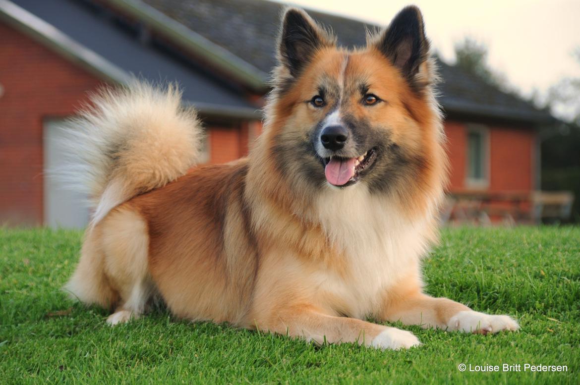 Islandsk fårehund Ífur billede 10