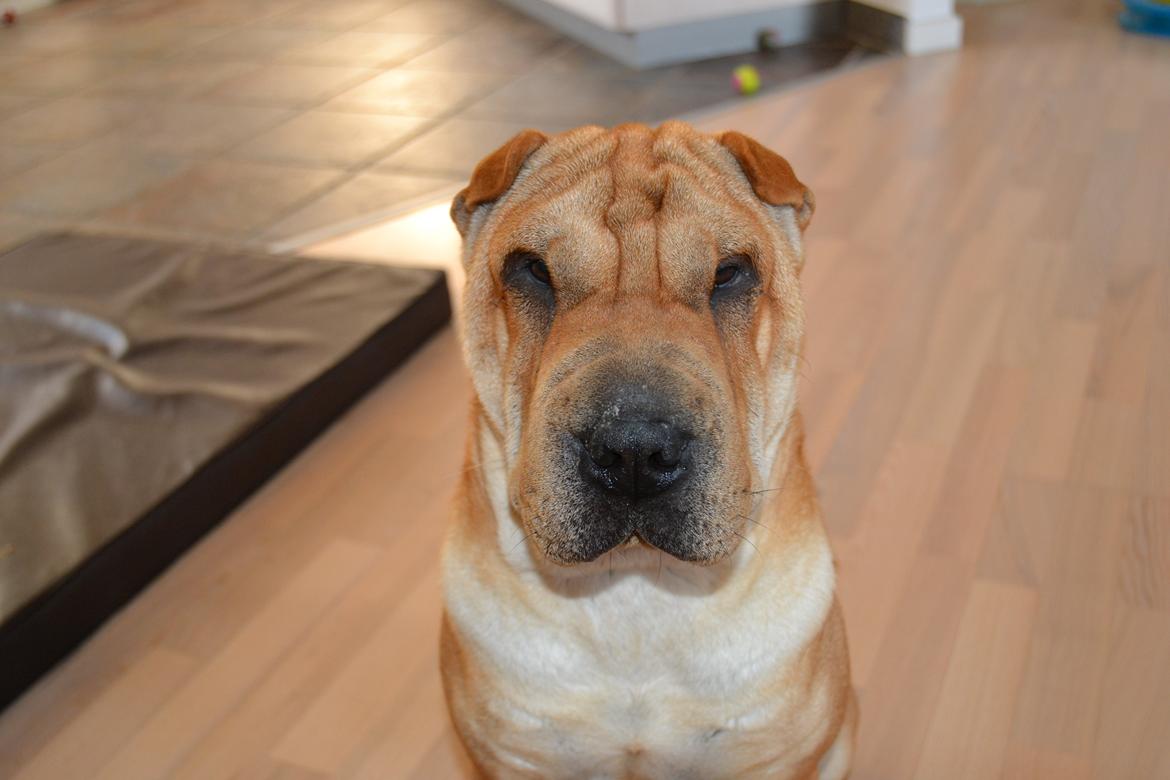 Shar pei Bertha - 9 Mdr. billede 1