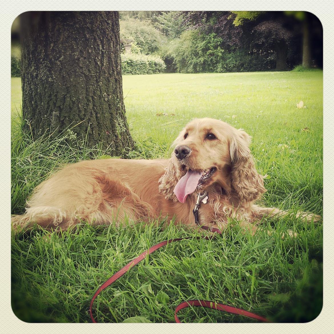 Cocker spaniel Stella - 05/08 - 2012: Stella blev lidt træt oven på den LANGE gå tur, Vejgaard rundt :) billede 9