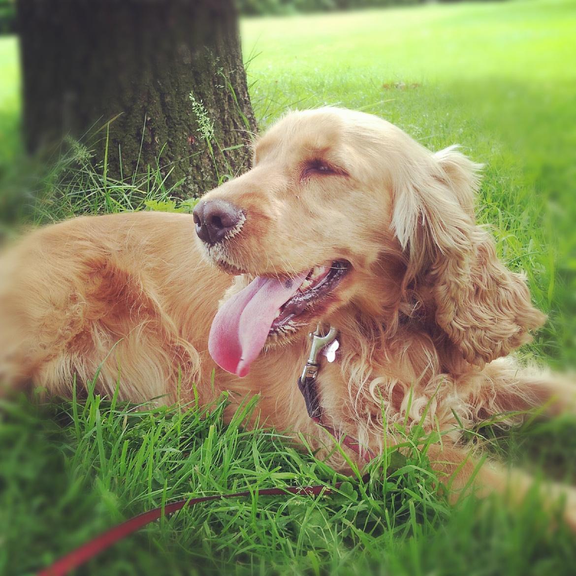 Cocker spaniel Stella - 05/08 - 2012: Stella blev lidt træt oven på den LANGE gå tur, Vejgaard rundt :) billede 10