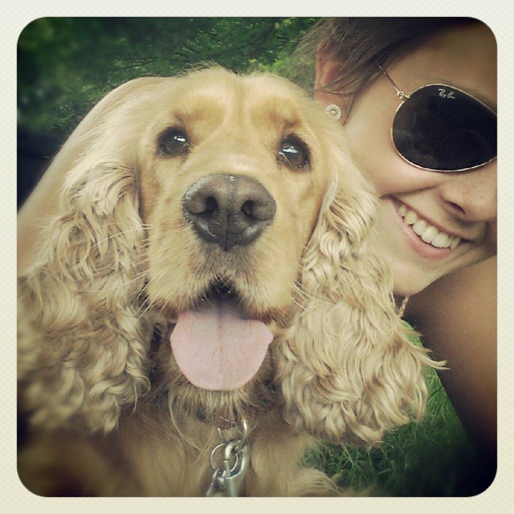 Cocker spaniel Stella billede 6