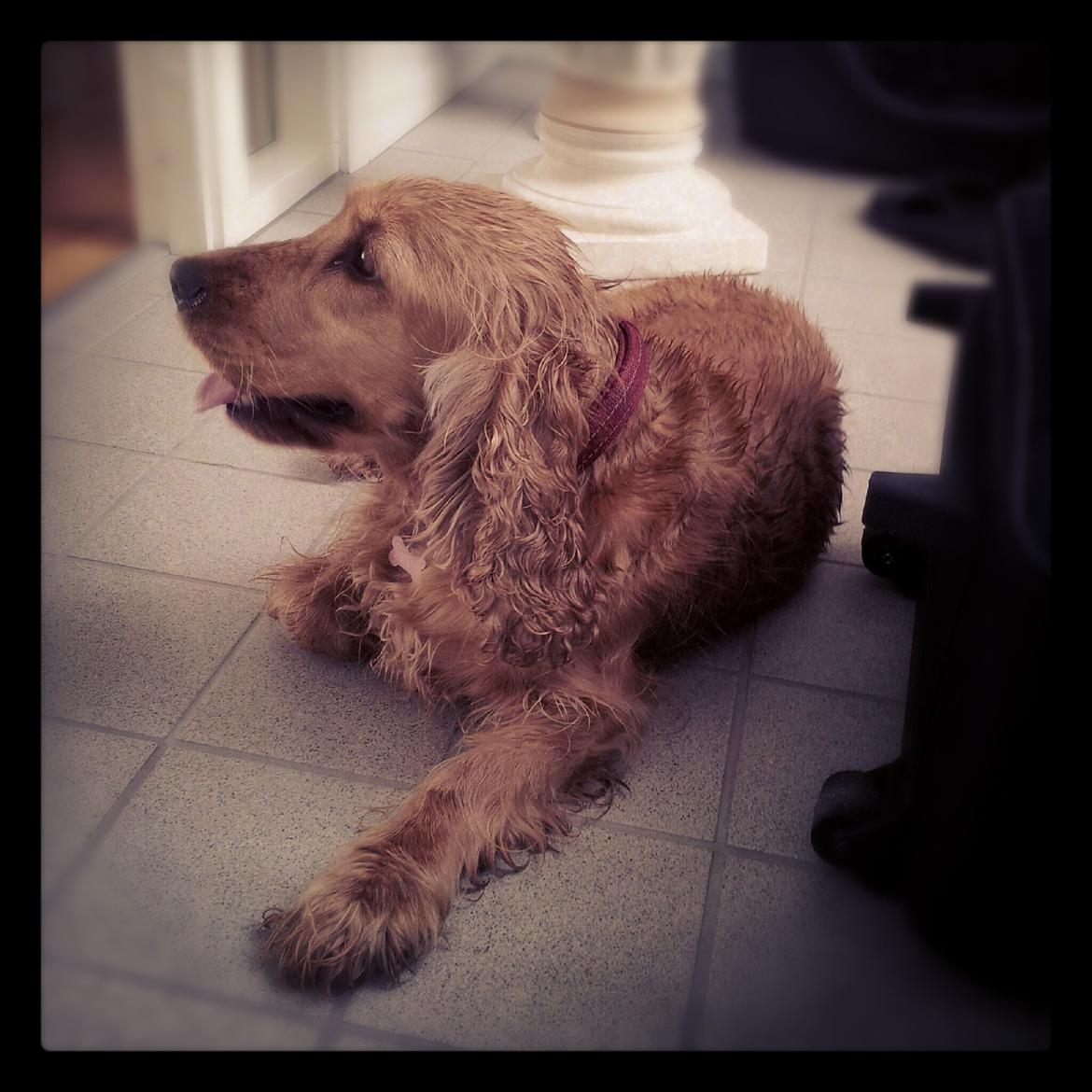 Cocker spaniel Stella - 05/08 - 2012: Vi nåede ikke helt hjem inden det begyndte at regne :( billede 11