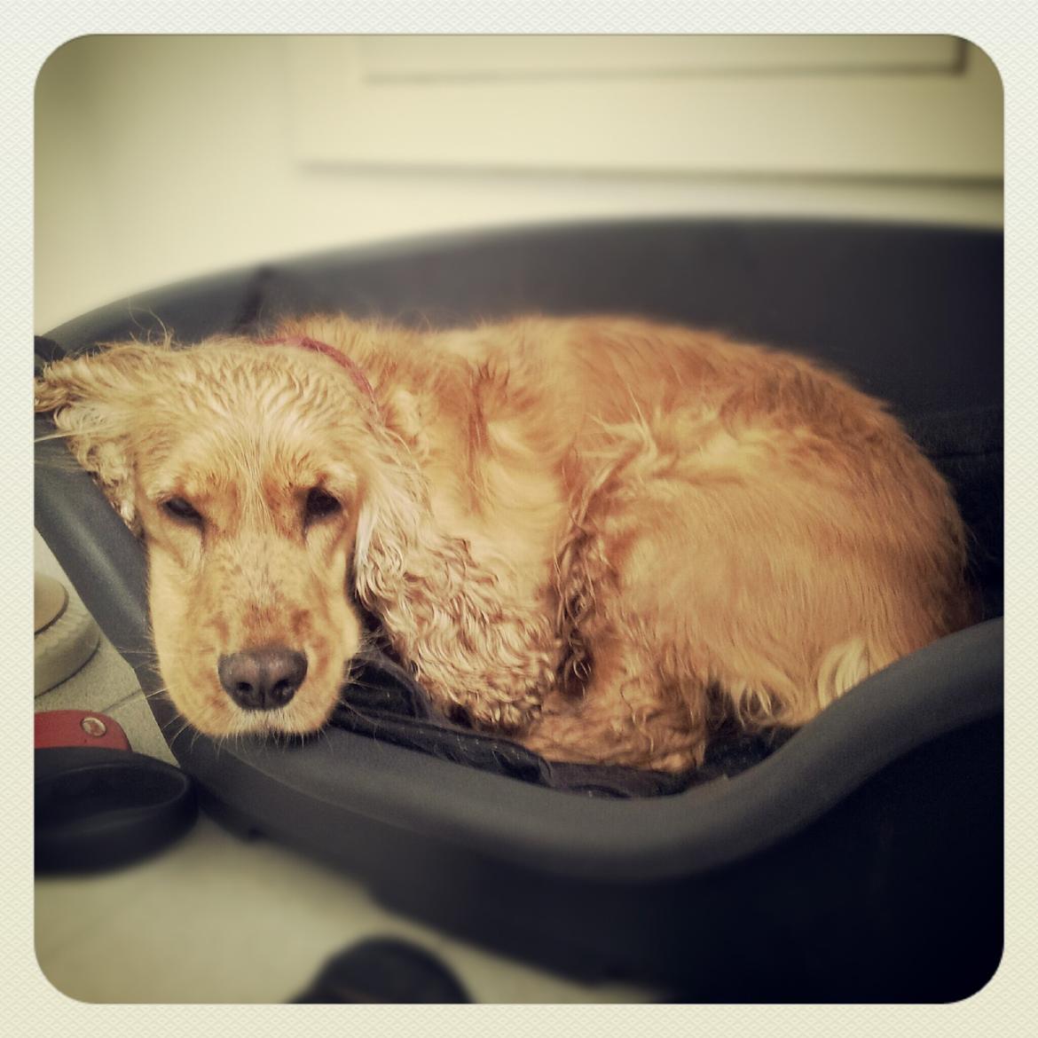 Cocker spaniel Stella - 05/08 - 2012 billede 13