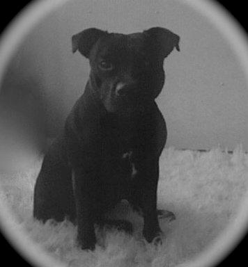 Staffordshire bull terrier Gucci. billede 2