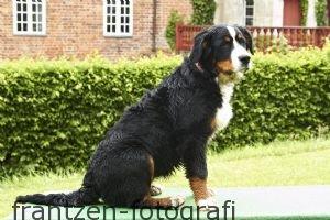 Berner sennenhund bernerstuens baylene(bella) billede 12