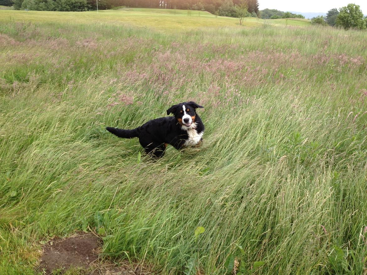 Berner sennenhund bernerstuens baylene(bella) billede 16