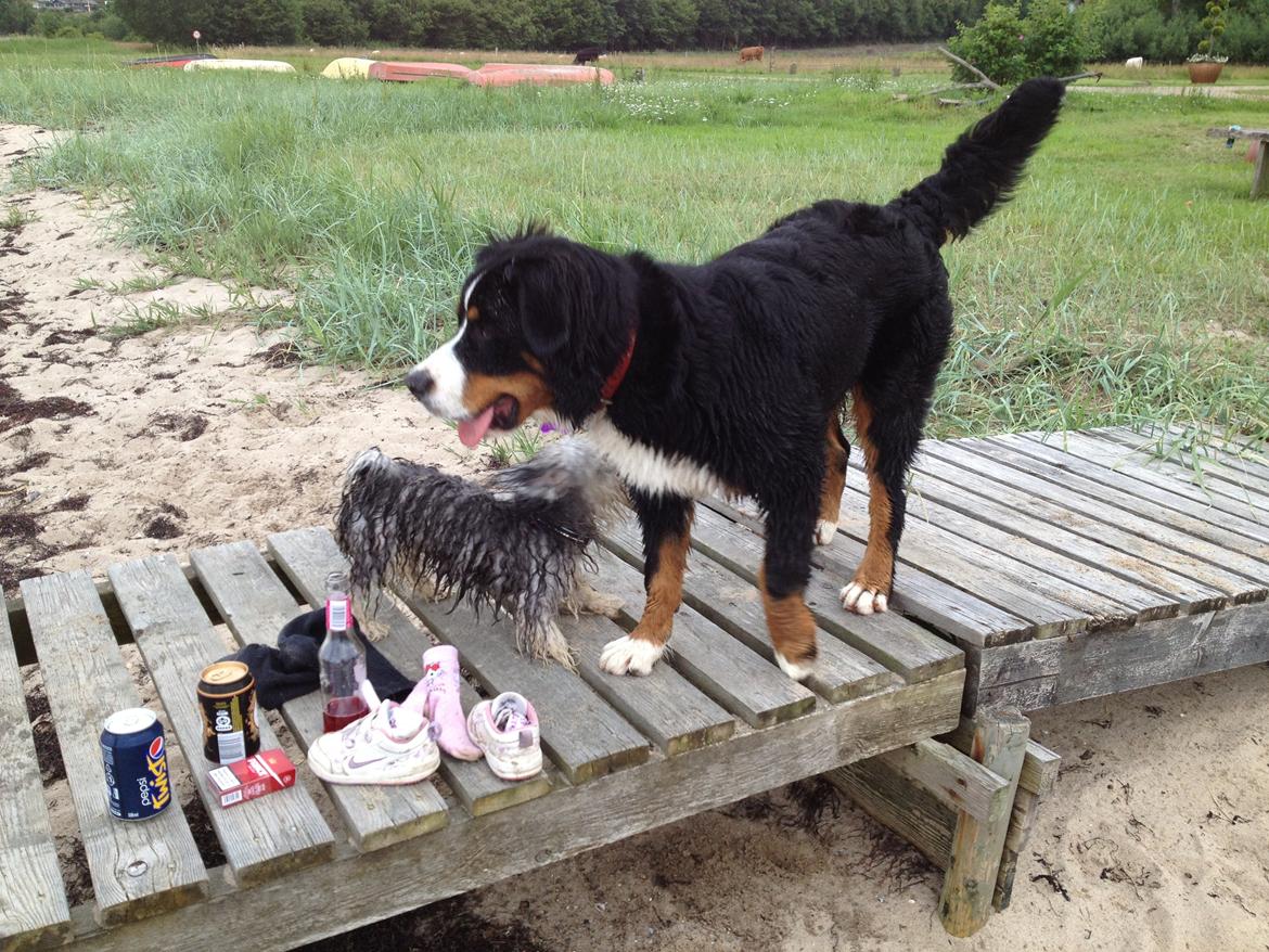 Berner sennenhund bernerstuens baylene(bella) billede 19