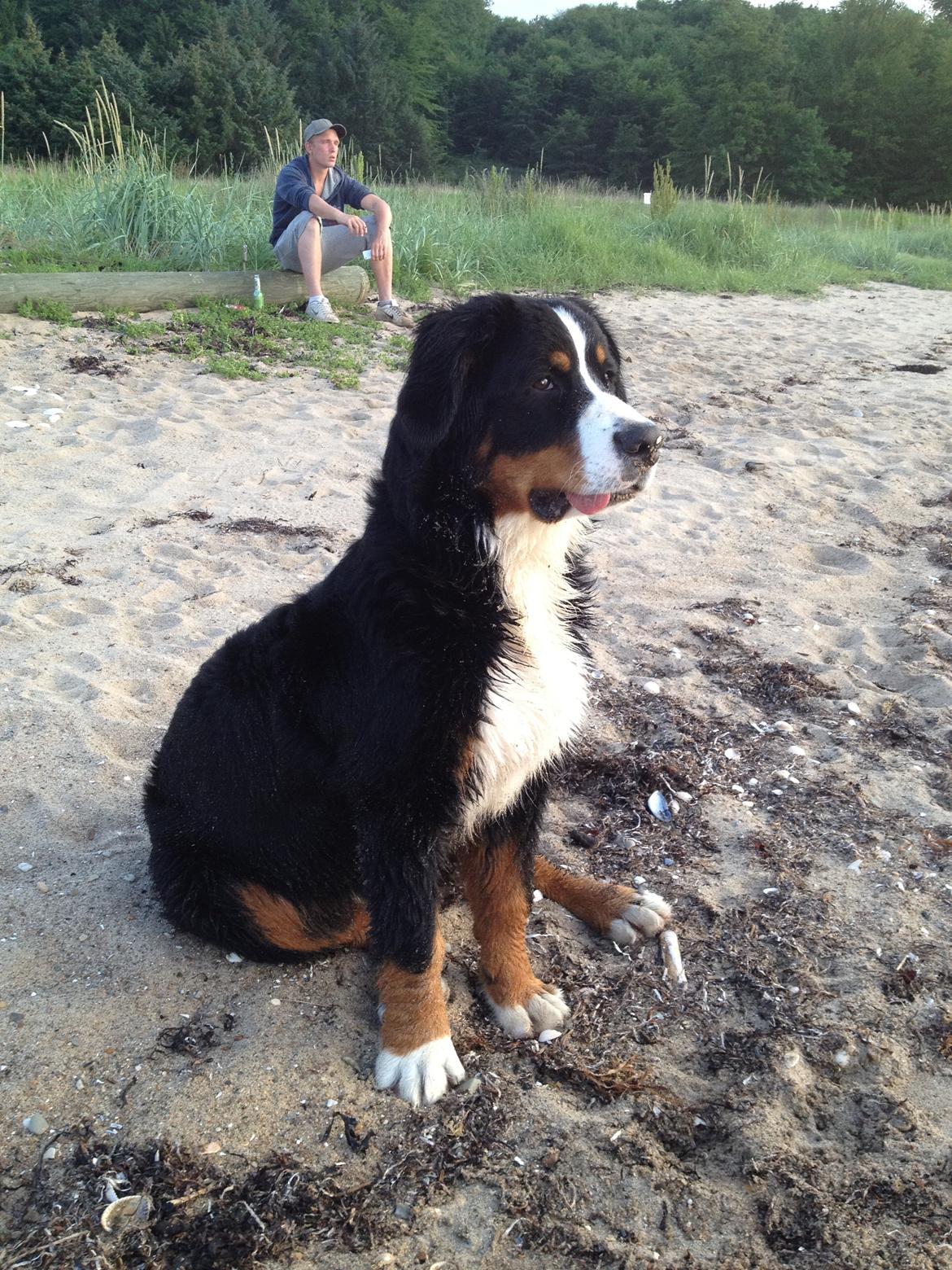 Berner sennenhund bernerstuens baylene(bella) billede 1