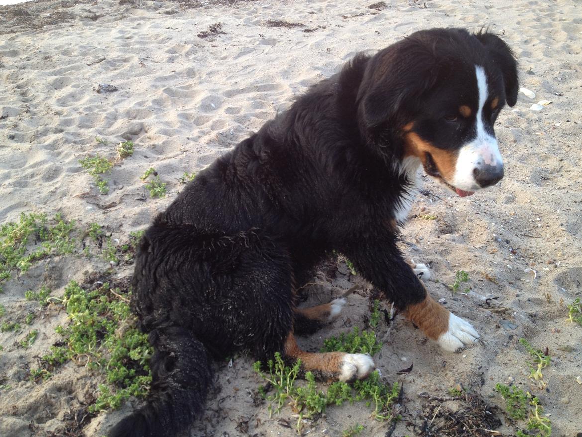 Berner sennenhund bernerstuens baylene(bella) billede 20