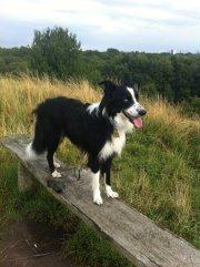 Border collie Celtic billede 9