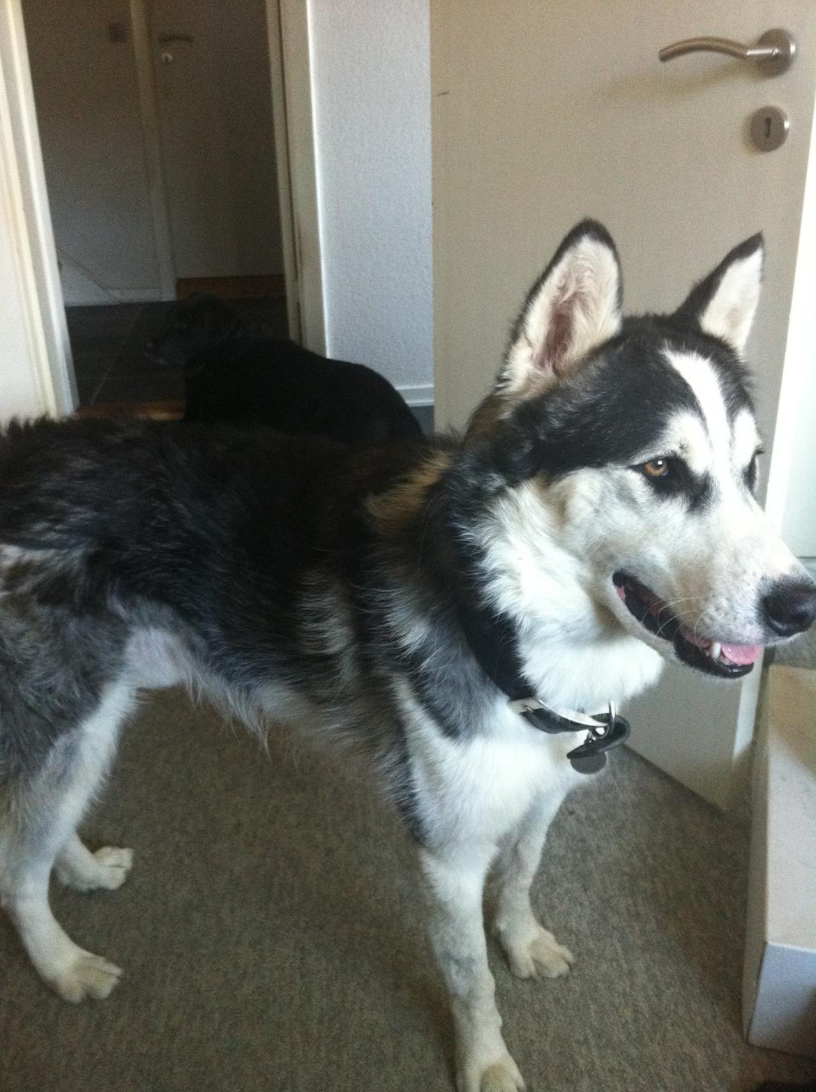 Siberian husky Kenzo billede 9