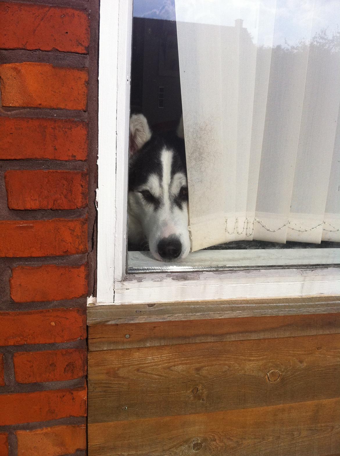 Siberian husky Kenzo billede 10