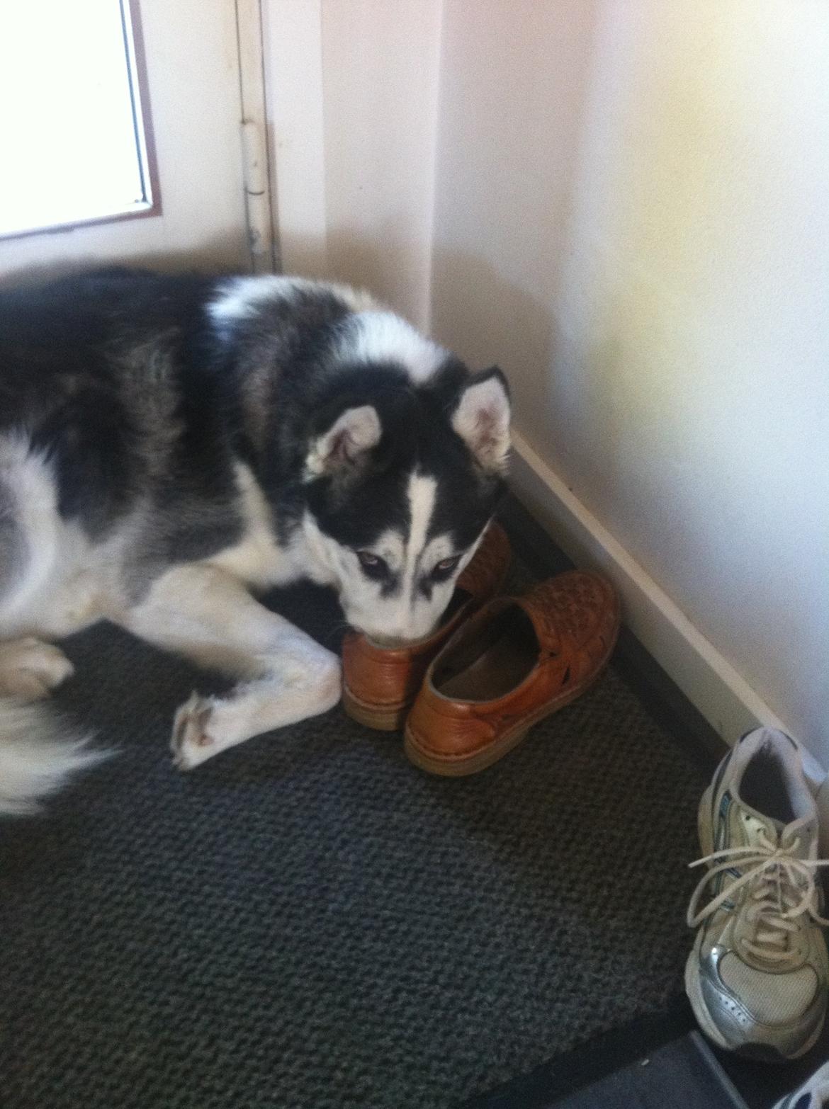 Siberian husky Kenzo billede 11