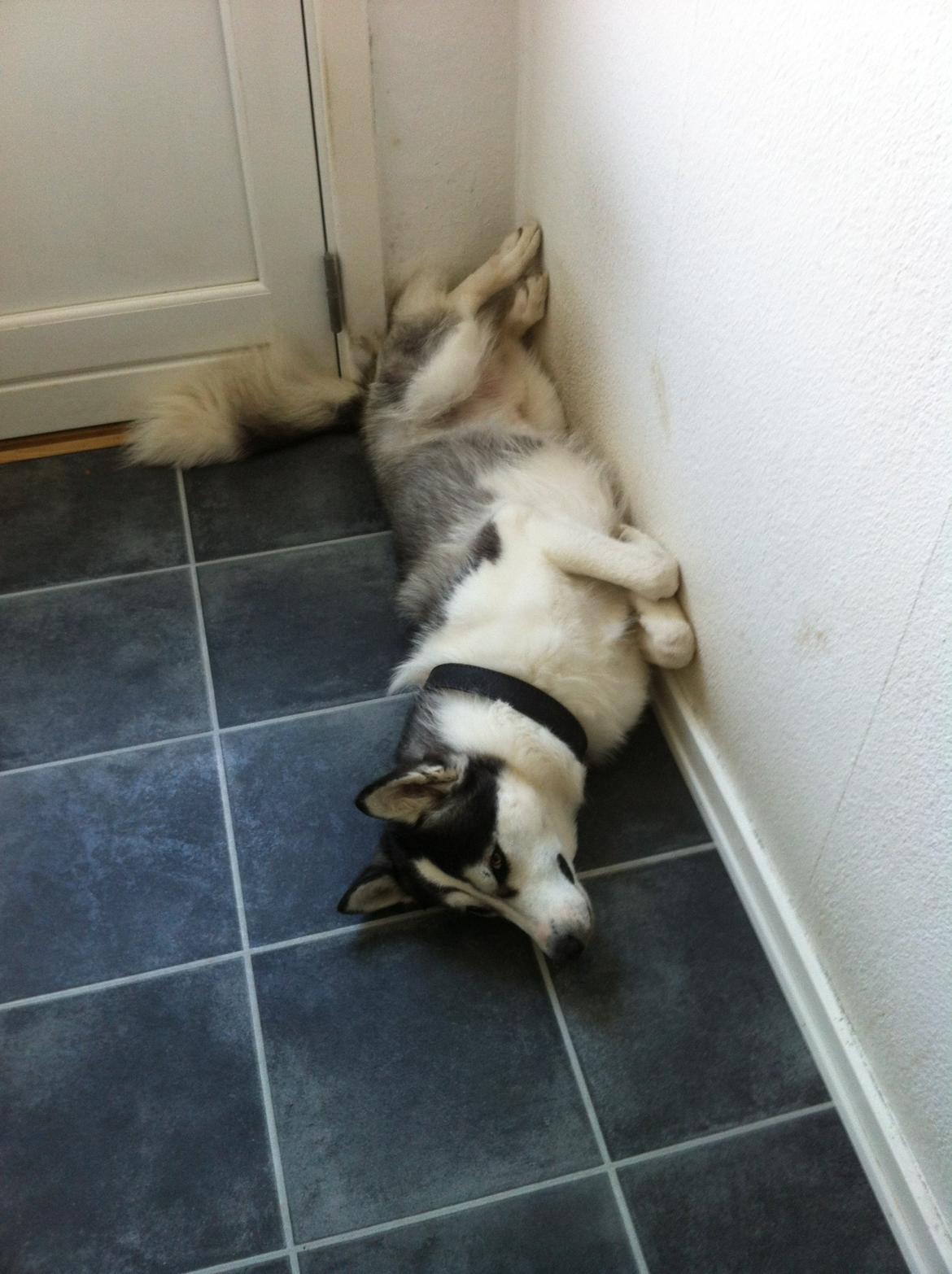 Siberian husky Kenzo billede 13