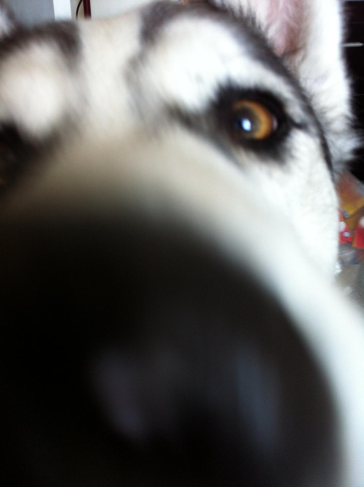 Siberian husky Kenzo billede 14