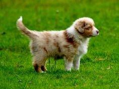 Australian shepherd Godrumgaards Mirell billede 2