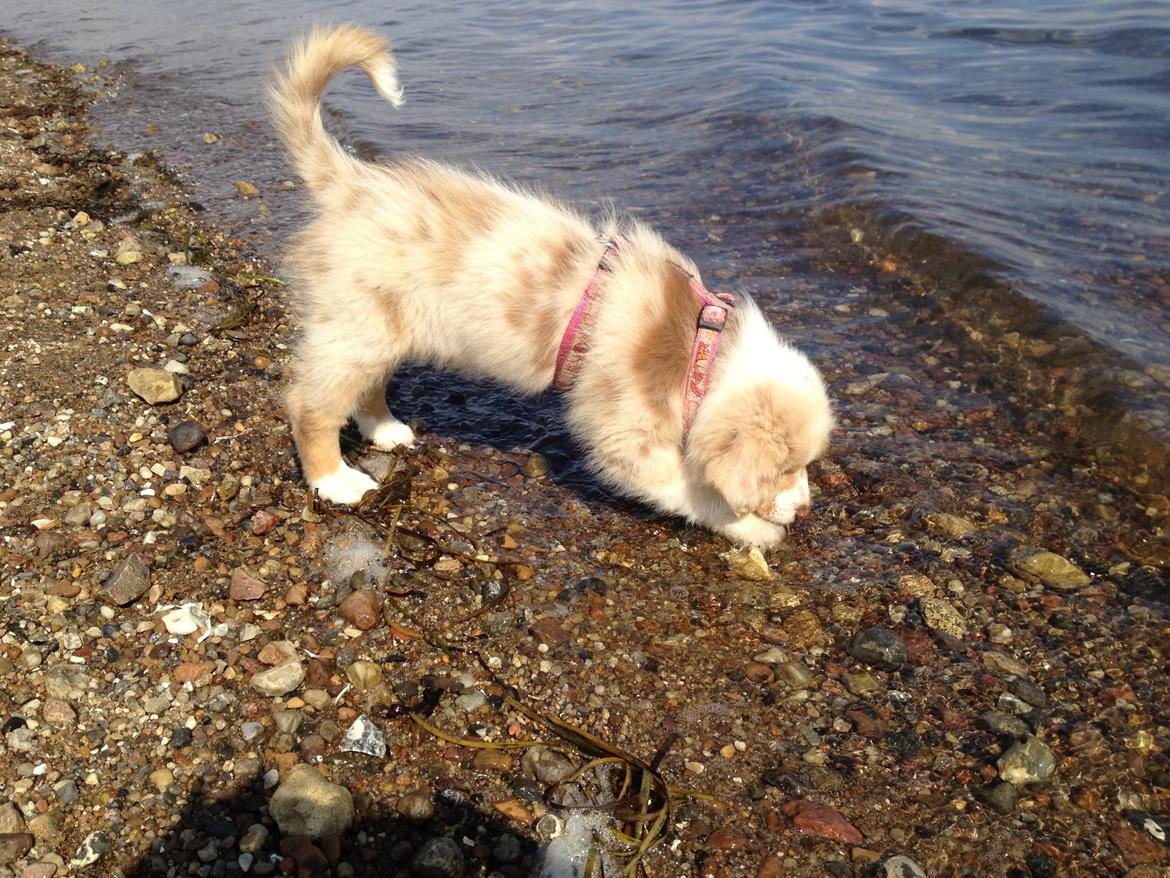 Australian shepherd Godrumgaards Mirell billede 3