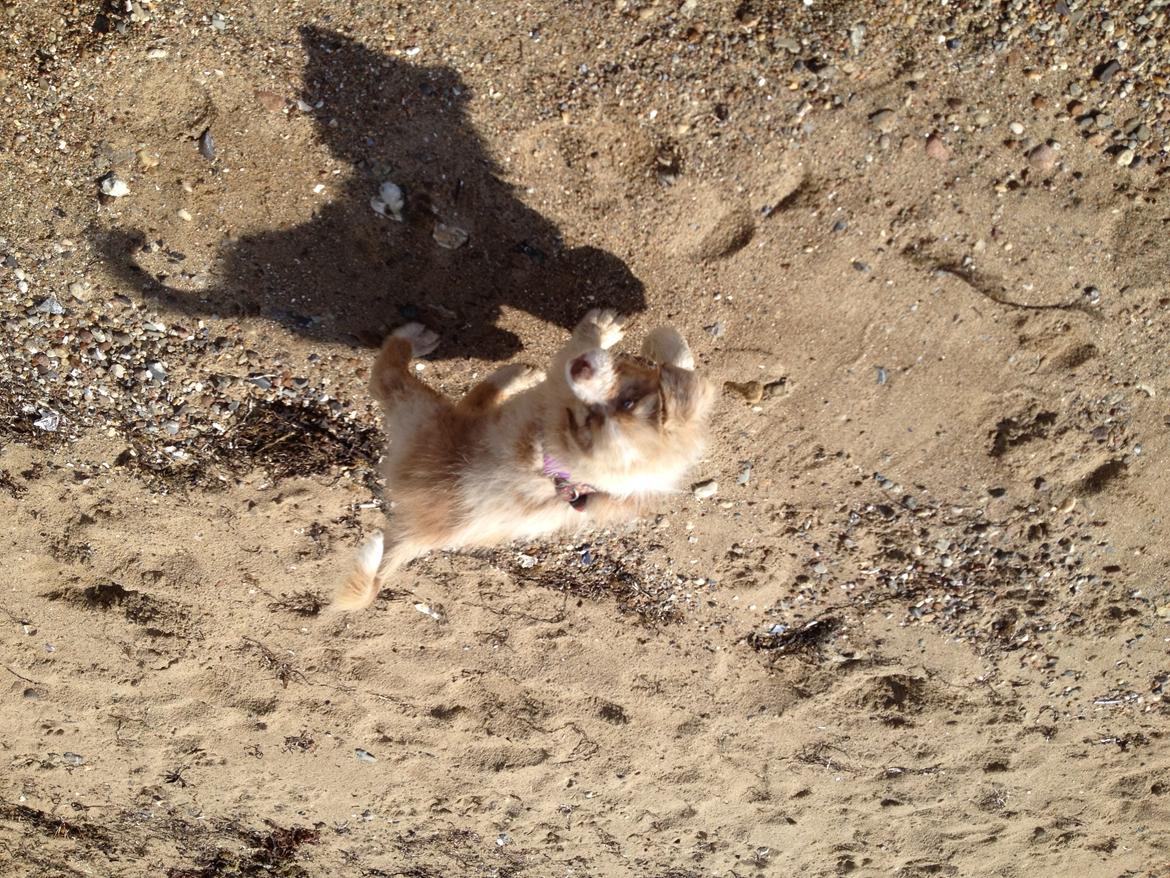 Australian shepherd Godrumgaards Mirell billede 4