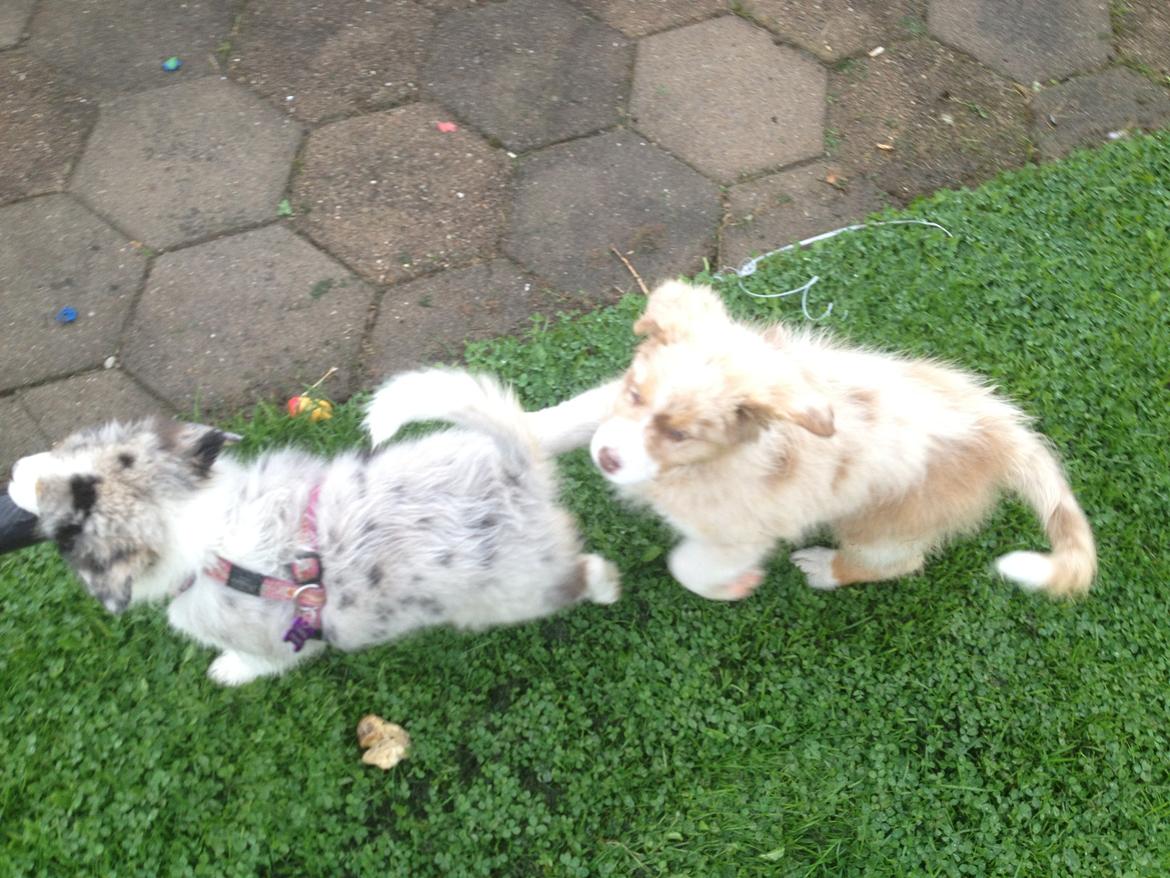 Australian shepherd Godrumgaards Mirell billede 5