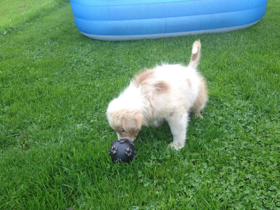 Australian shepherd Godrumgaards Mirell billede 6