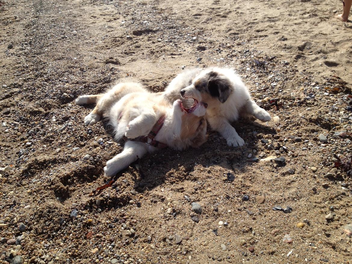 Australian shepherd Godrumgaards Mirell billede 7