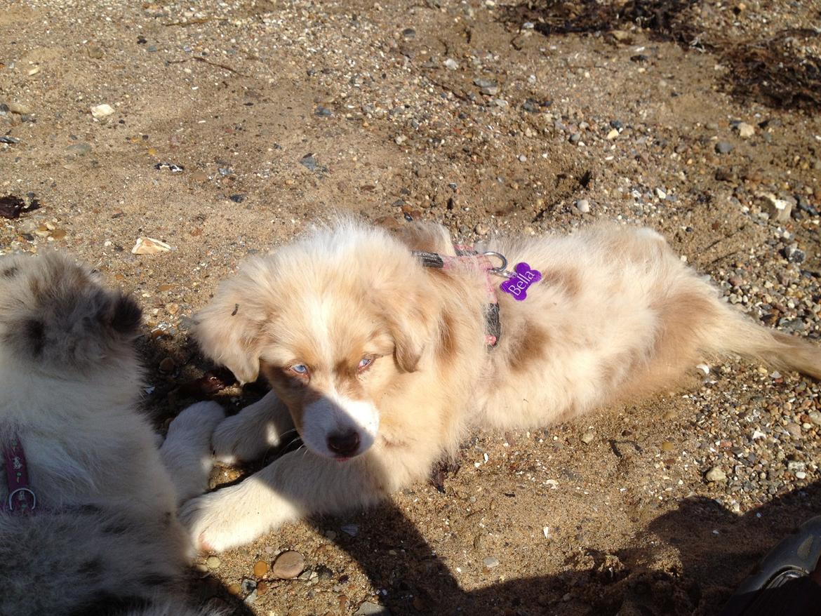 Australian shepherd Godrumgaards Mirell billede 8