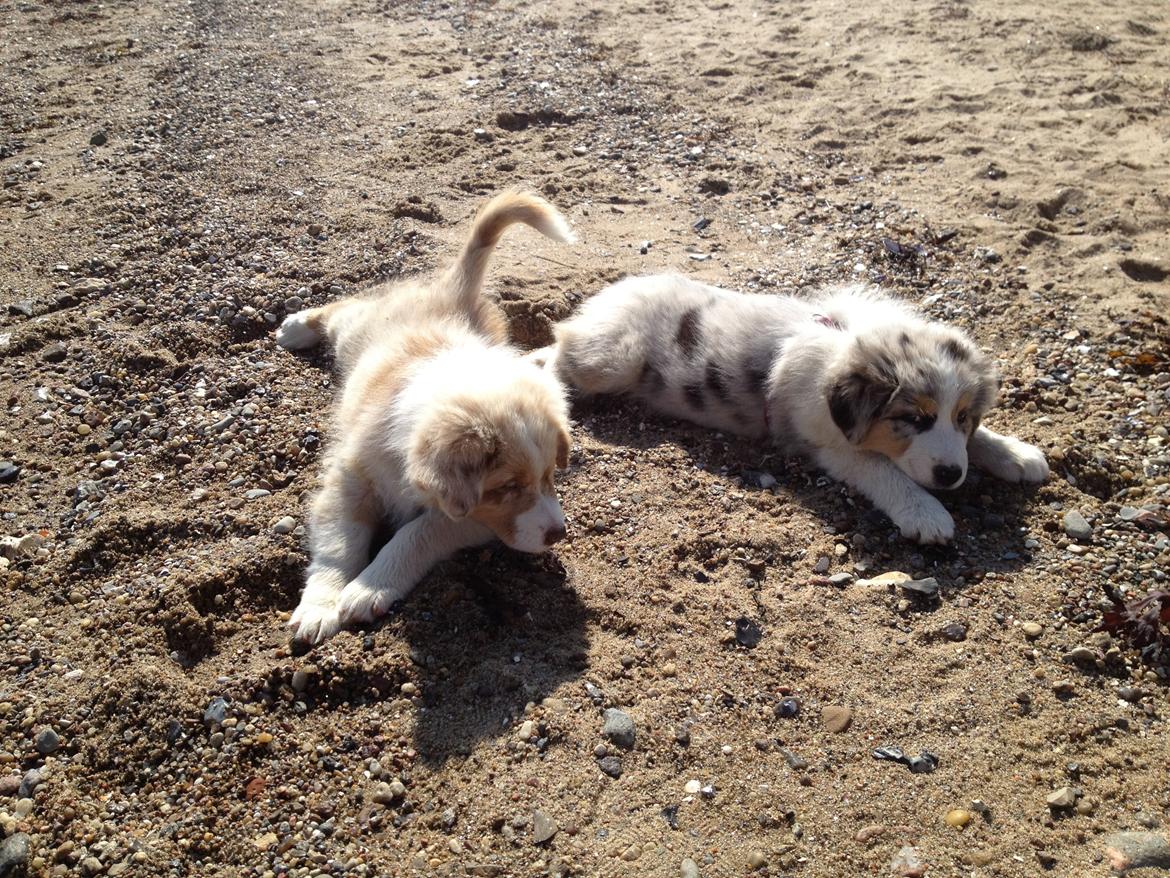 Australian shepherd Godrumgaards Mirell billede 9
