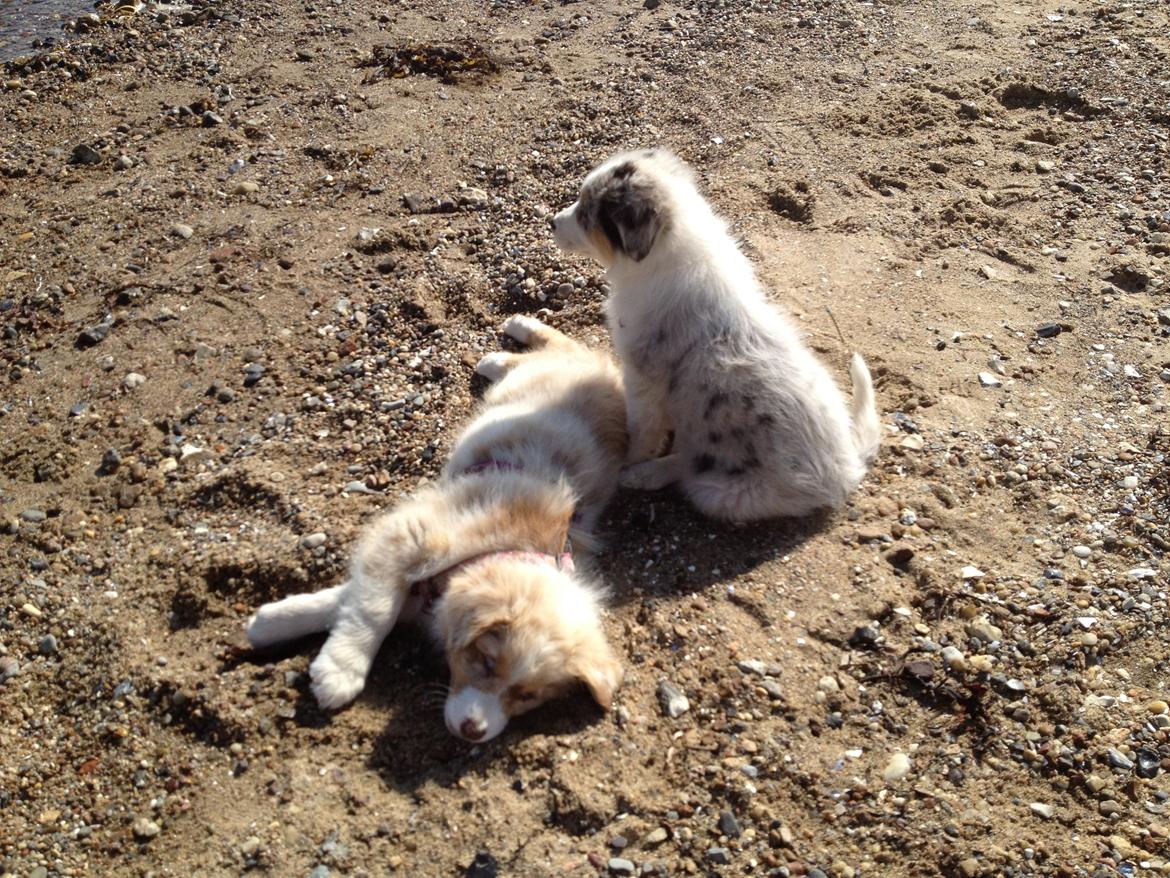 Australian shepherd Godrumgaards Mirell billede 10