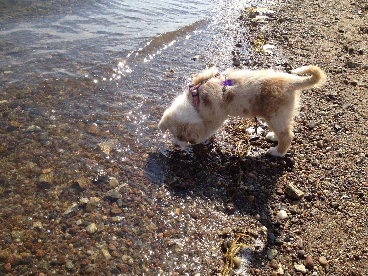 Australian shepherd Godrumgaards Mirell billede 11