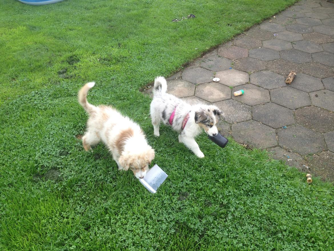 Australian shepherd Godrumgaards Mirell billede 12