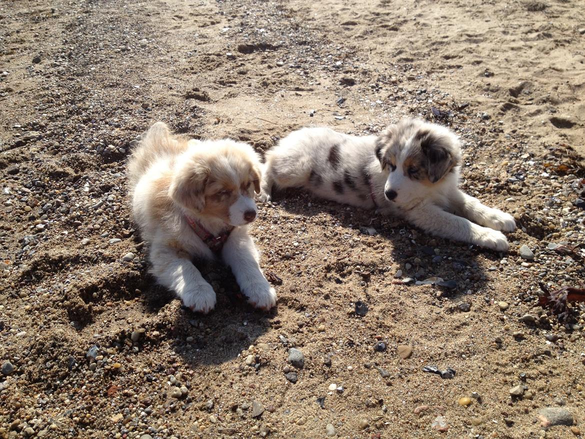 Australian shepherd Godrumgaards Mirell billede 13