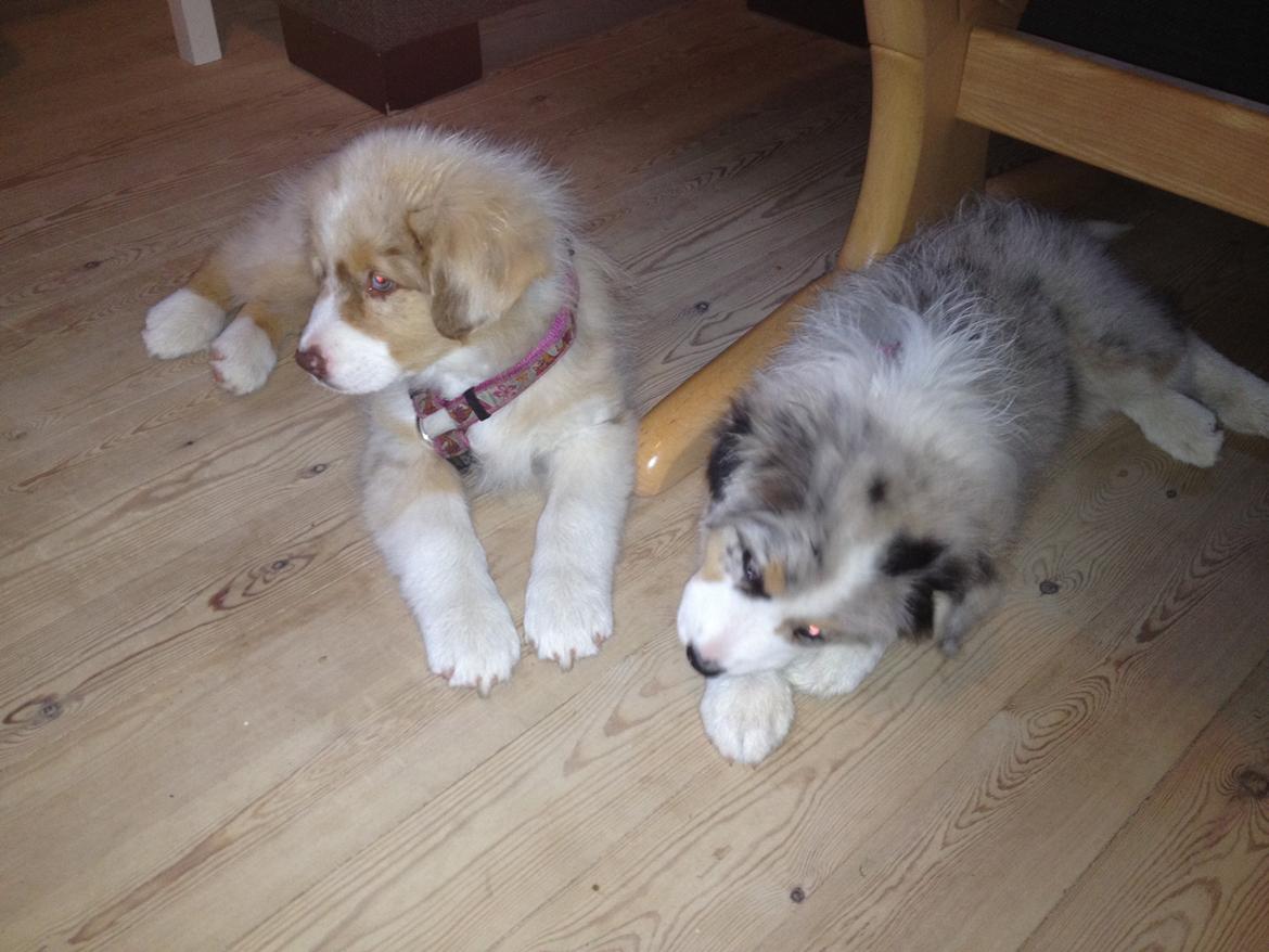 Australian shepherd Godrumgaards Mirell billede 14