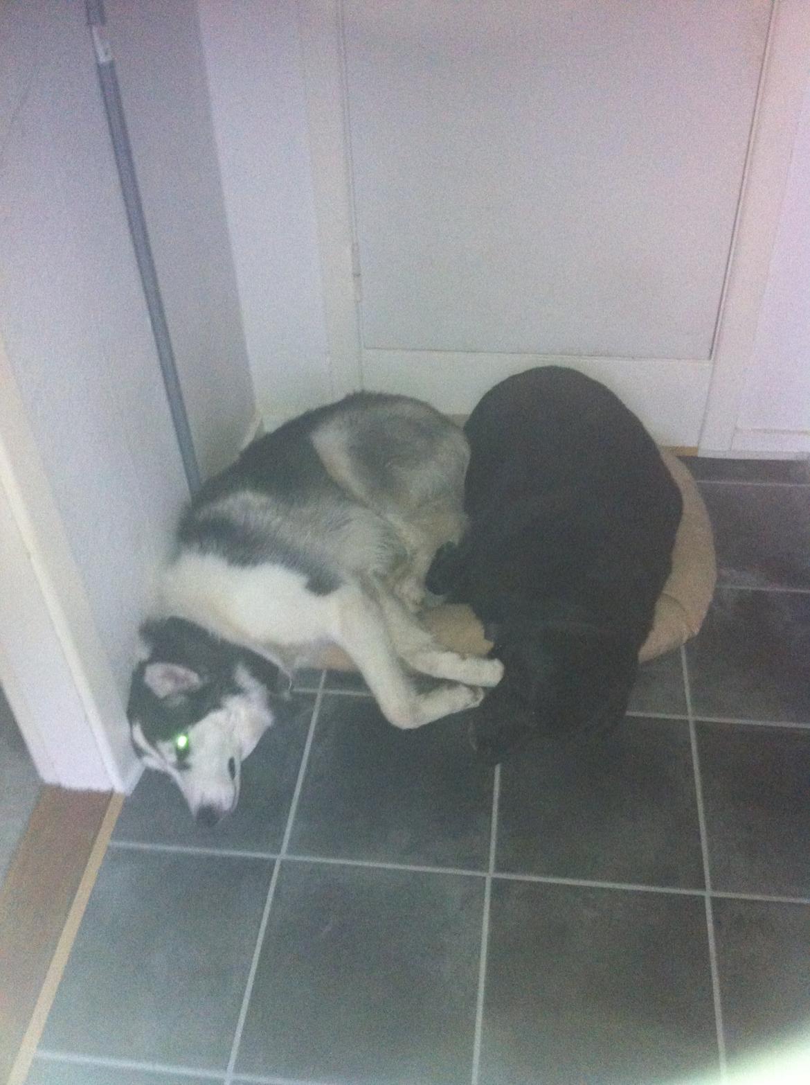 Blanding af racer Valde billede 12