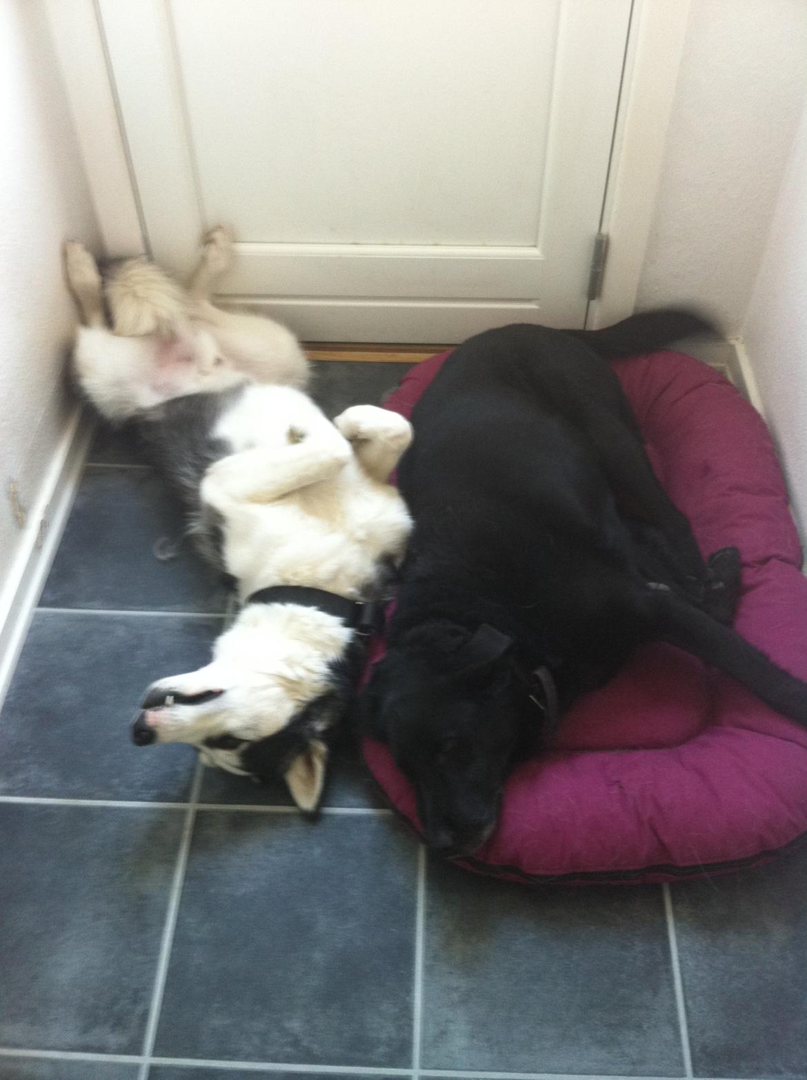 Blanding af racer Valde billede 13