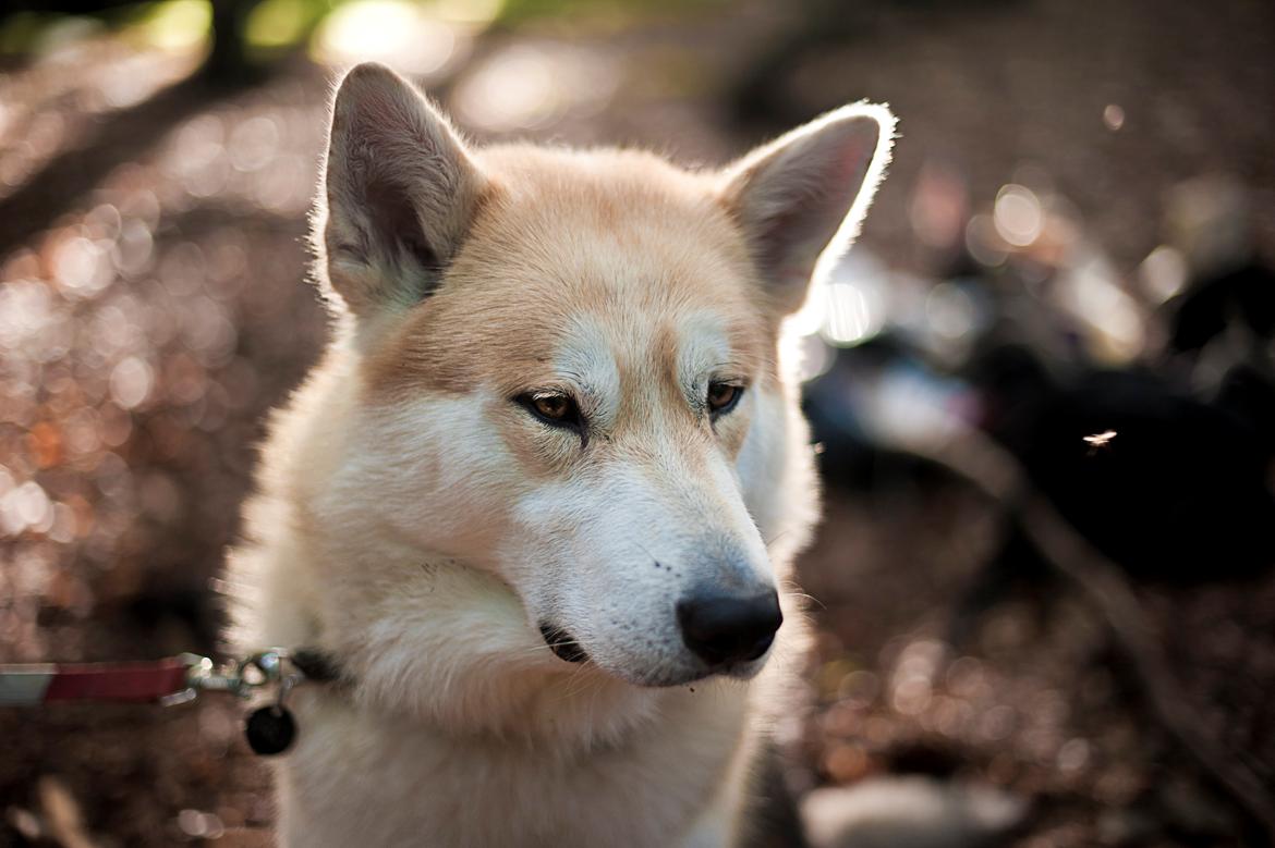 Alaskan malamute Frej billede 1