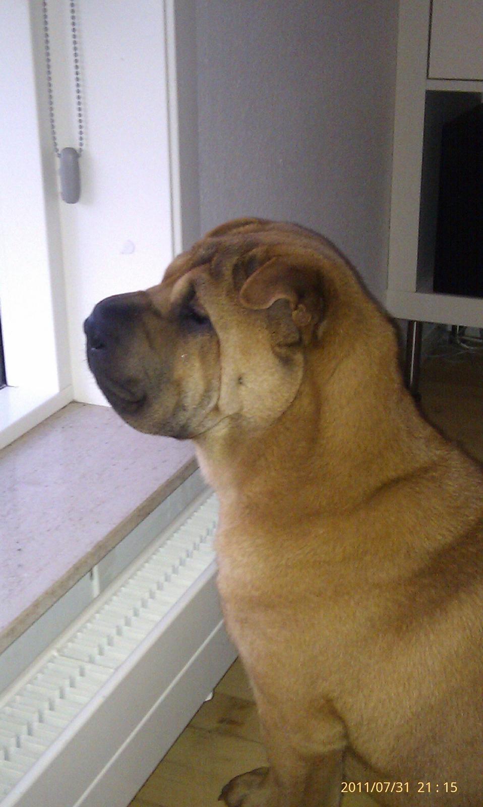 Shar pei Mei-Li (Meatmouth Give Me The Rubin) billede 1