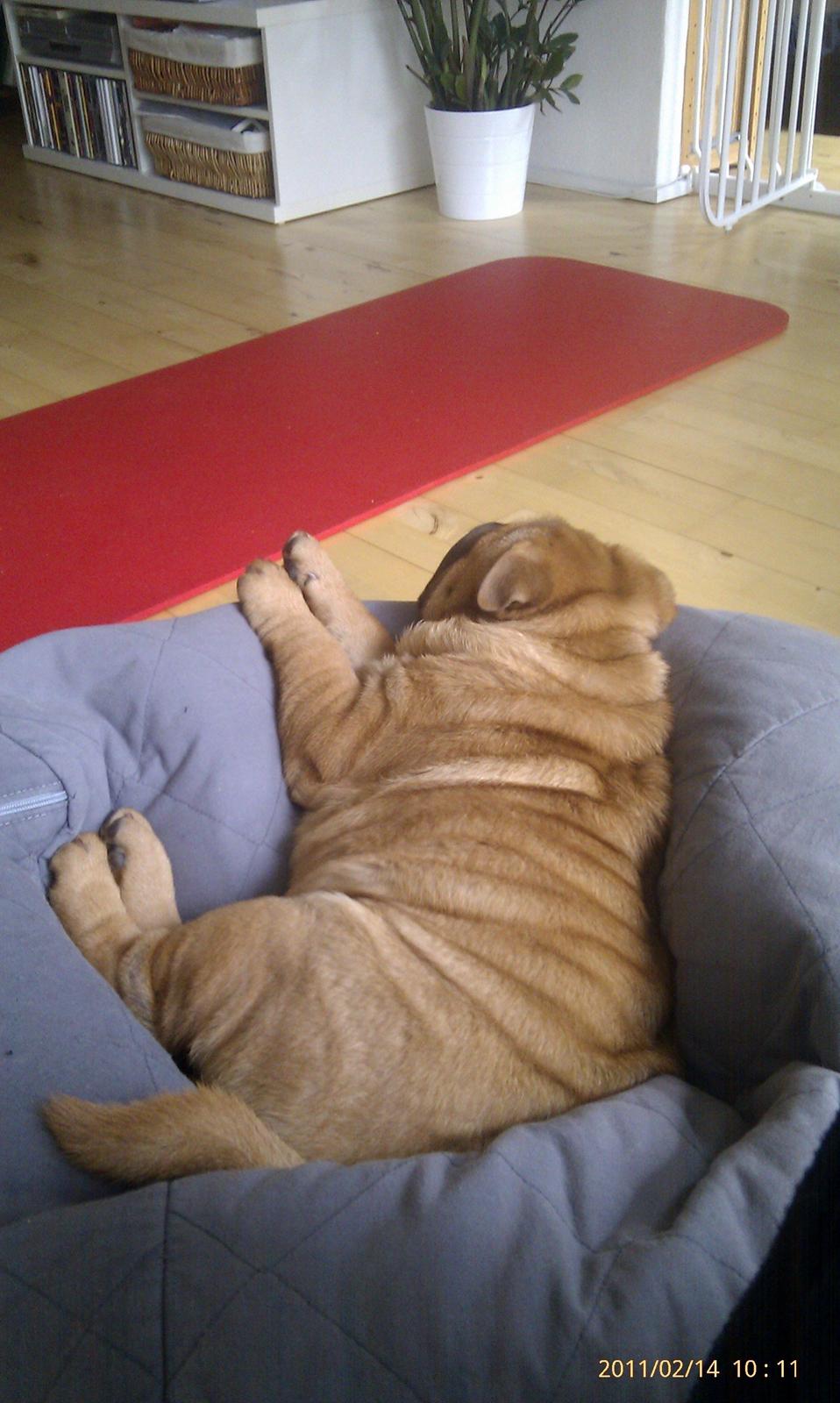 Shar pei Mei-Li (Meatmouth Give Me The Rubin) billede 2