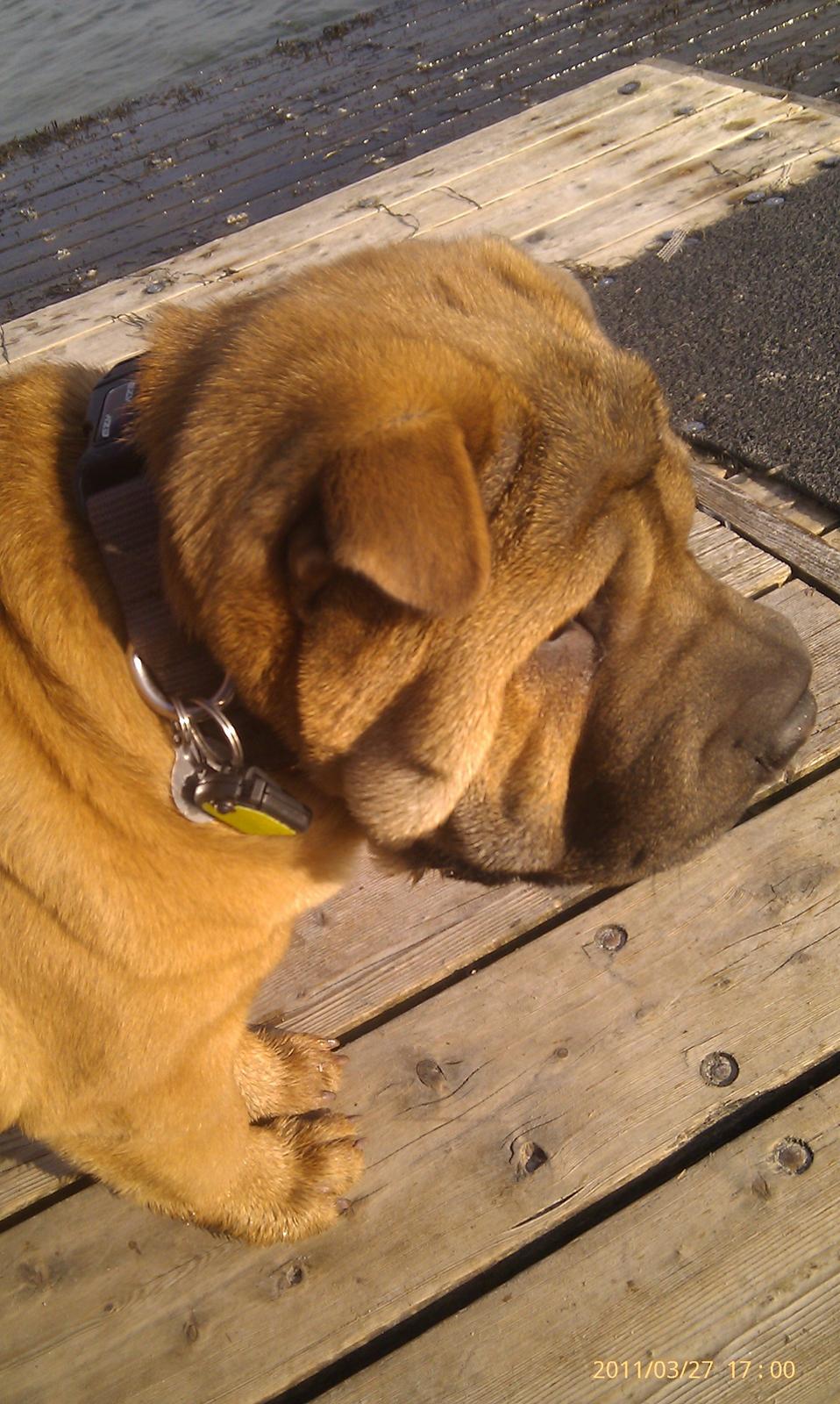 Shar pei Mei-Li (Meatmouth Give Me The Rubin) billede 3