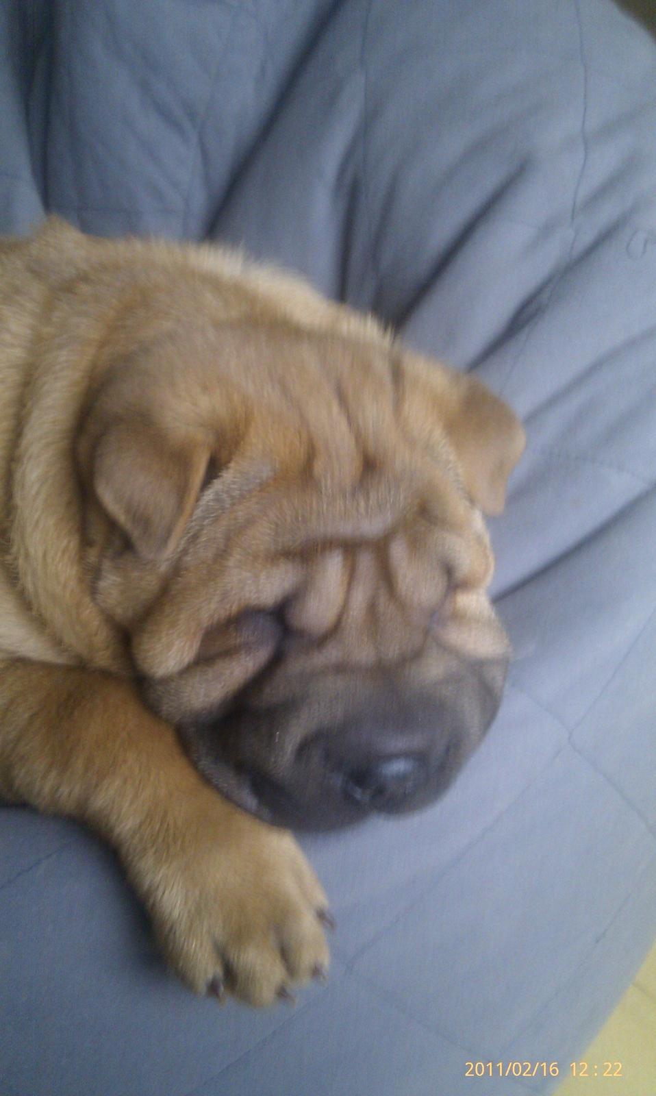 Shar pei Mei-Li (Meatmouth Give Me The Rubin) billede 4