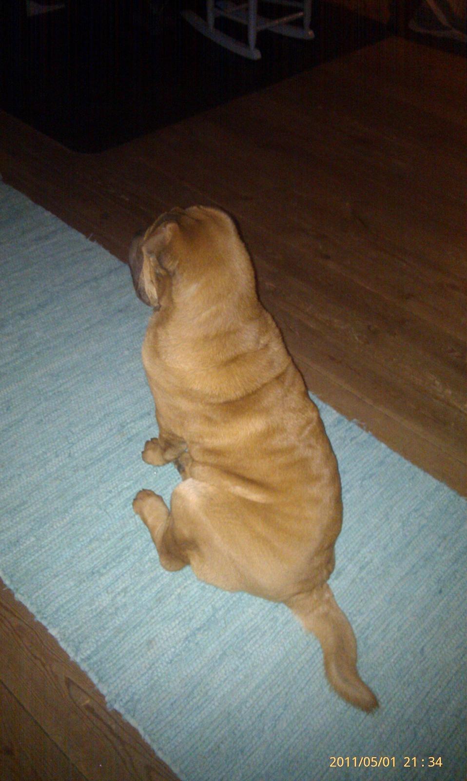 Shar pei Mei-Li (Meatmouth Give Me The Rubin) billede 5