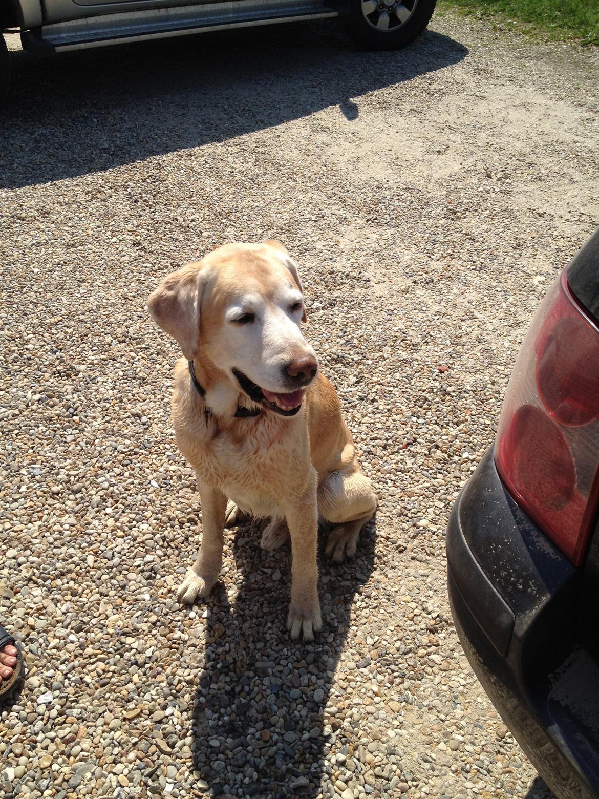 Labrador retriever King billede 19