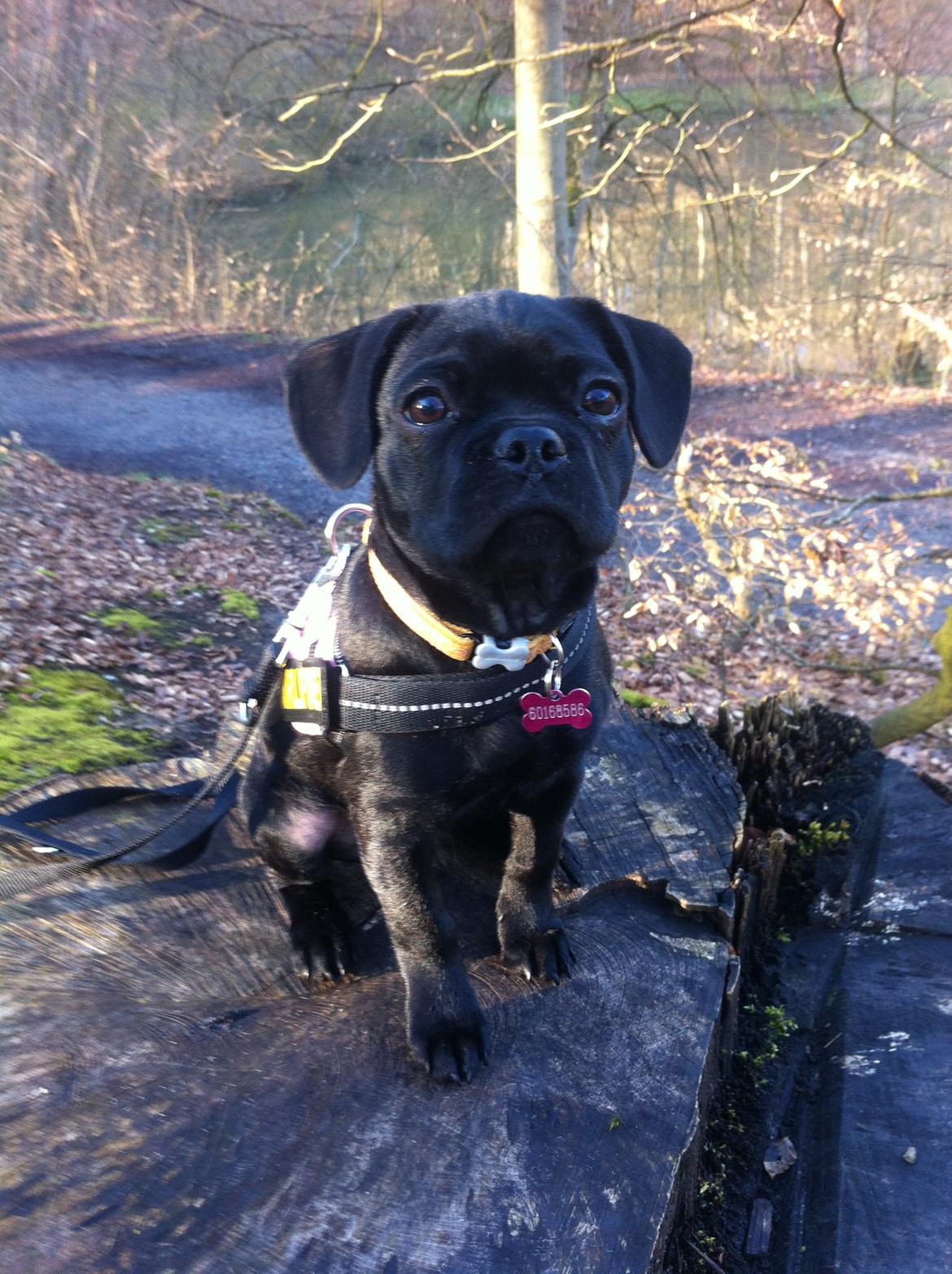 Blanding af racer Maggi - fransk bulldog/DS gårdhund/mops - maggi ca. 3,5 mdr. billede 11