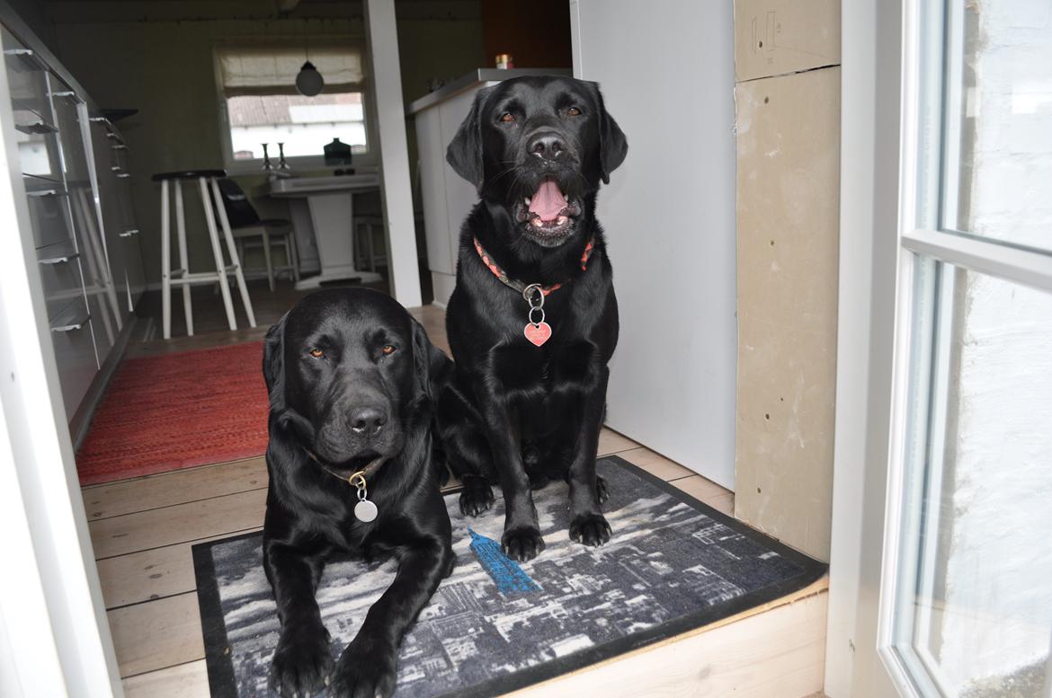 Labrador retriever Joe billede 2