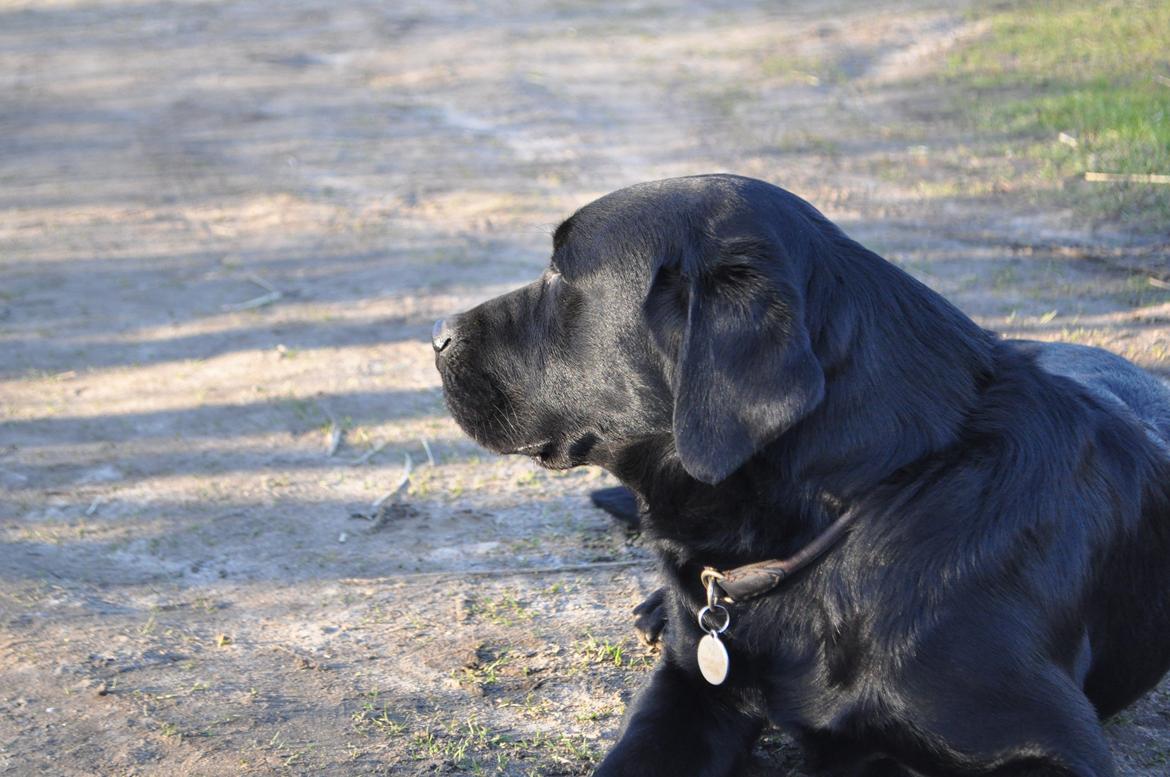 Labrador retriever Joe billede 7