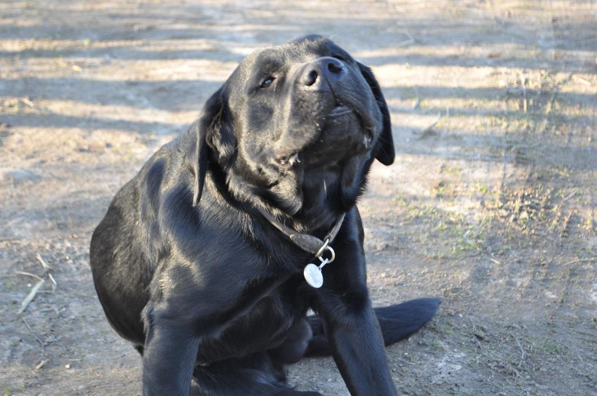 Labrador retriever Joe billede 1