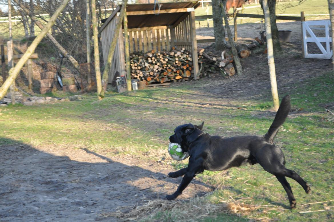 Labrador retriever Joe billede 11