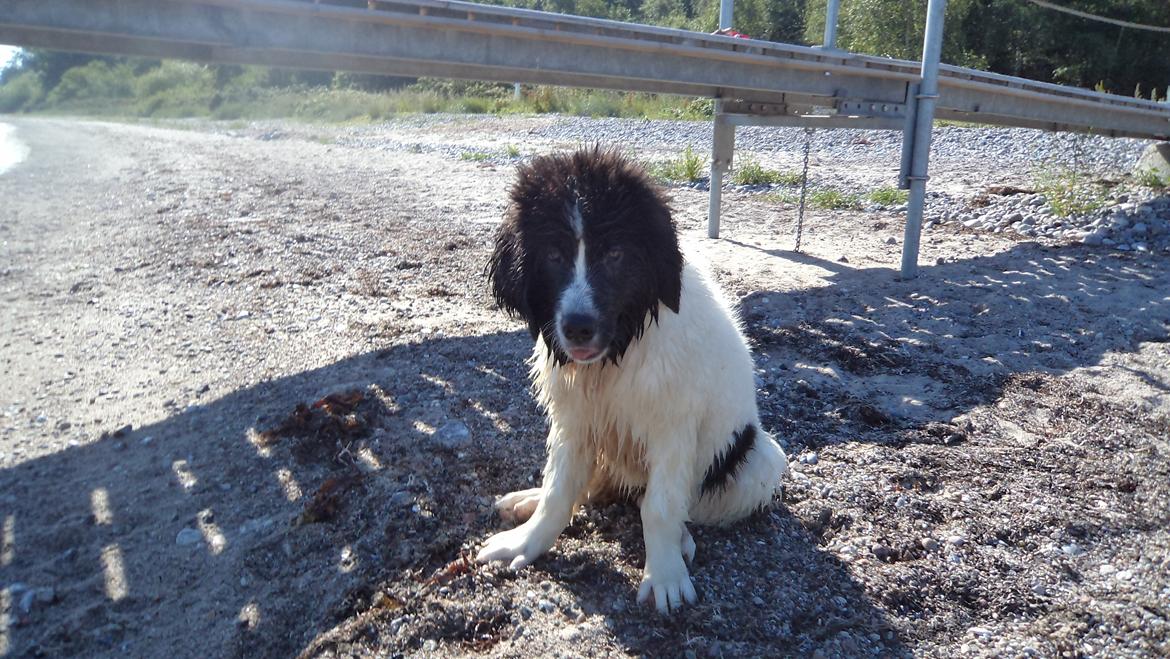 Landseer Nanaa - Apenayaa's Angelic Angel - Så har jeg haft min debut som havbader - man skrumper helt i det store vand...  billede 11
