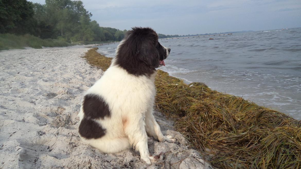 Landseer Nanaa - Apenayaa's Angelic Angel - Nyder lige udsigten - inden jeg hopper ud og skrumper... billede 10